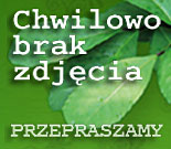 Cafe Green PEN - worek 60kg