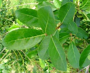 Liście Yerba mate (Ostrokrzew paragwajski, Ilex paraguariensis) Yerba mate (Ilex paraguariensis) - liście mate