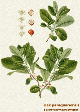 Yerba mate, ostrokrzew paragwajski (Ilex paraguariensis) schemat budowy rośliny Yerba mate, ostrokrzew paragwajski (Ilex paraguariensis)