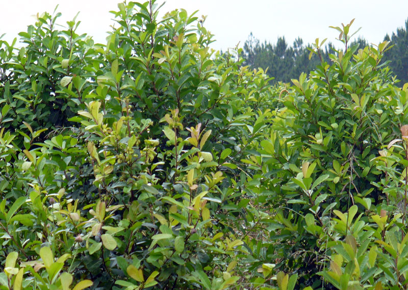 Ostrokrzew paragwajski Ilex paraguariensis na plantacji w Argentynie