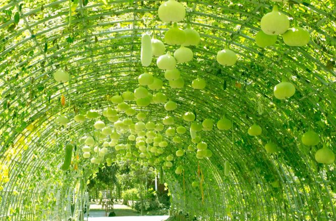 Tykwa pospolita - roślina ozdobna