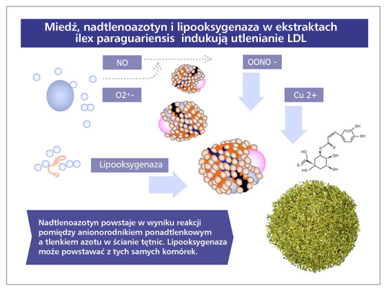 Aktywność biologiczna yerba mate