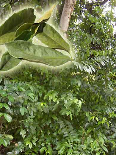 ILEX GUAYUSA kuzyn yerba mate