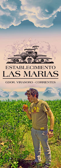 LAS MARIAS logo plantacja yerba mate 2