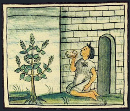 Salvia_hispanica_NASIONA_CHIA_Florentine_Codex
