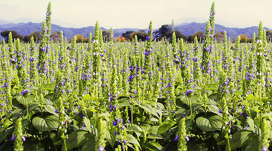 Salvia_hispanica_NASIONA_CHIA_uprawa