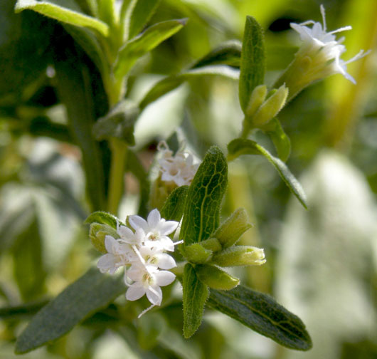 Stevia rebaudiana flowers