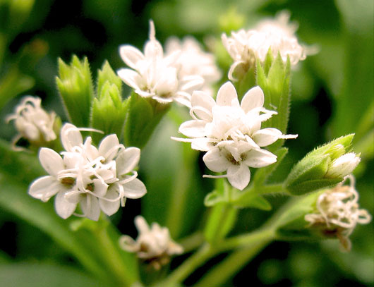 Stevia rebaudiana flowers2