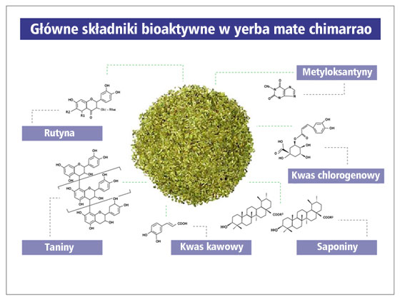Główne składniki bioaktywne w yerba mate chimarrao