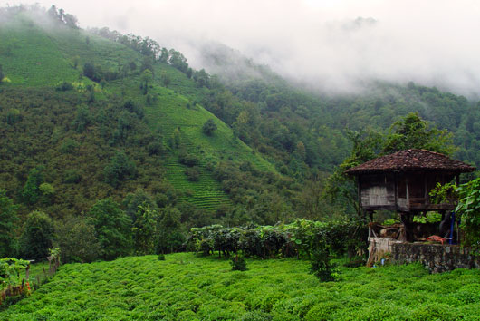 Herbata - Plantacja herbaty