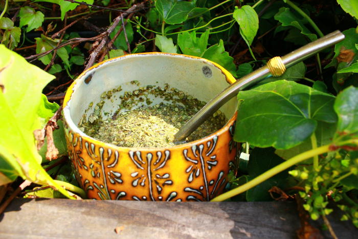 yerba mate warzywa