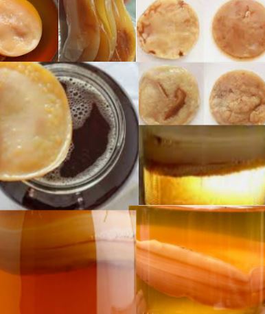 Kombucha Vigo Rose 330ml Róża Napój herbaciany