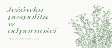 Jeżówka (Herba Echinacea) niezrównana na odporność