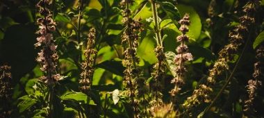 Yerba mate z ziołami wspierającymi odporność