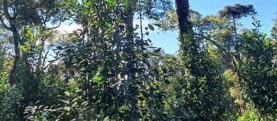 Mate Green w cieniu drzew Araukaria