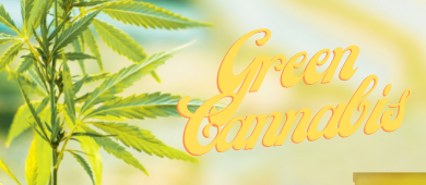 Yerba Mate Green Cannabis - obfitość natury