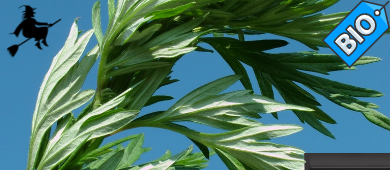 Yerba mate w towarzystwie dzikiego piołunu- Szeptuchowe Klimaty.