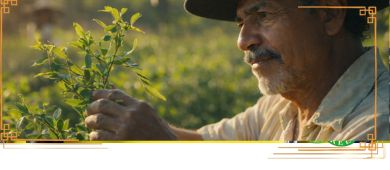 Problemy żołądkowe po yerba mate?