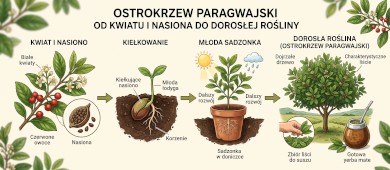 Ostrokrzew paragwajski od kwiatu i nasiona do dorosłej rośliny