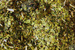 Yerba Mate Green PAPAJA MORINGA