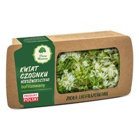 Czosnek niedźwiedzi liofilizowany 100% naturalny 10g - Dary Natury