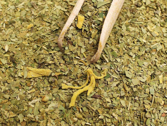 Yerba Mate Bio Organic Ginger & Turmeric imbir, kurkuma rozgrzewa