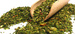 Yerba Mate Green Cactus 200 g - uszkodzone opakowanie