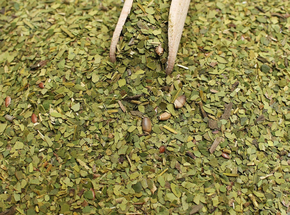 Yerba Mate Bio Organic Semilla Sin Humo