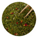 Yerba mate Monte Verde CREAMY STRAWBERRY 500g