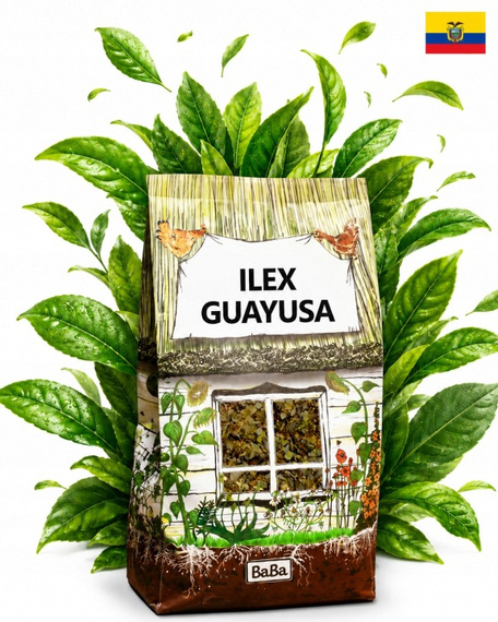 Ilex Guayusa siostra yerba mate podwójna moc ekwadorskiego zioła