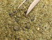 Zestaw Yerba Mate BIO Organic 400g Tykwa bombilla