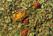 Herbatka Teatox