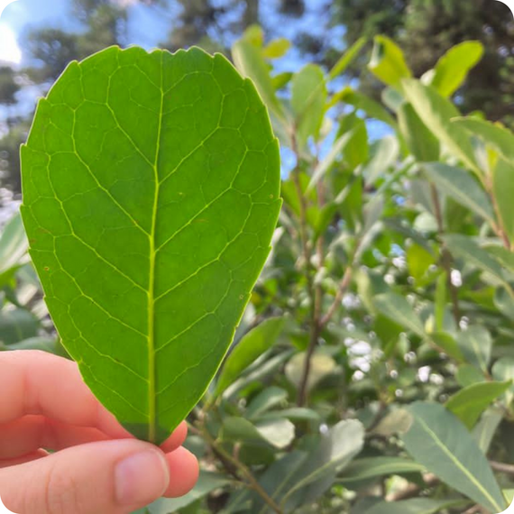 Yerba Mate Yacuy Pure Leaf Premium Vacuum 500g