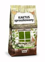 KAKTUS sproszkowany Opuntia dillenii / Nopal Opuncja figowa