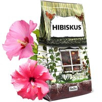 HIBISKUS (Hibiscus) - kwiat, herbata z hibiskusa