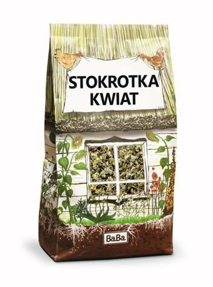 Stokrotka kwiat