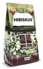 HIBISKUS (Hibiscus) - kwiat