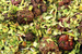 WYPRZEDAŻ Yerba Mate Green TUTTI FRUTTI 400g - uszkodzone opakowanie 