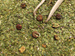 Yerba Mate Bio Organic Positive Energy